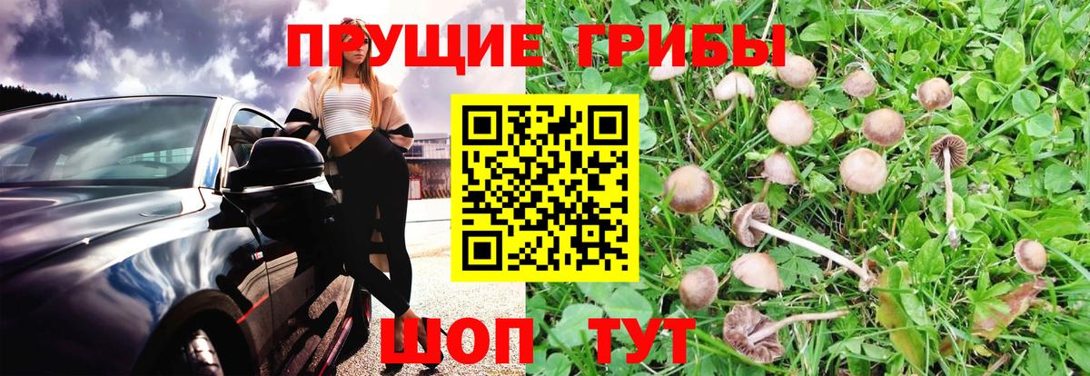 Псилоцибиновые грибы MAGIC MUSHROOMS  Вход с VPN  Нефтекумск  Галлюциногенные грибы GOLDEN TEACHER 
